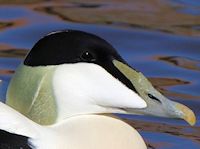 Eider (Head, Bill & Eyes) - pic by Nigel Key